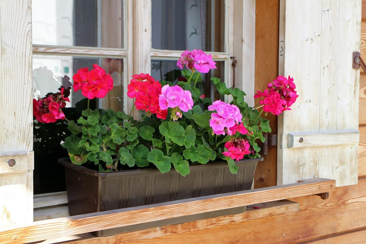 Blühende Geranien in verschiedenen Rosa- und Rottönen in einem Fensterkasten vor einem Holzhaus.